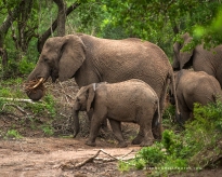 **Elephant.Natal.CNV_2054