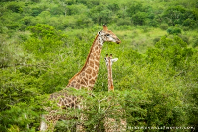 **Giraffes.CNV_1894