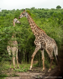 **Giraffes.CNV_1910