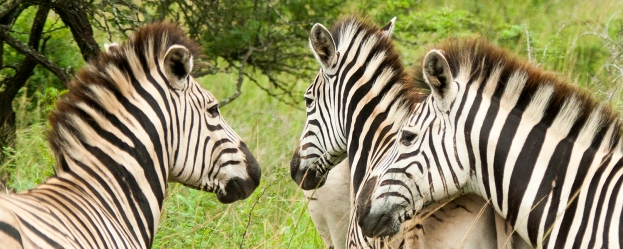 **Zebras.CNV_1862